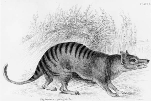 The Tasmanian tiger